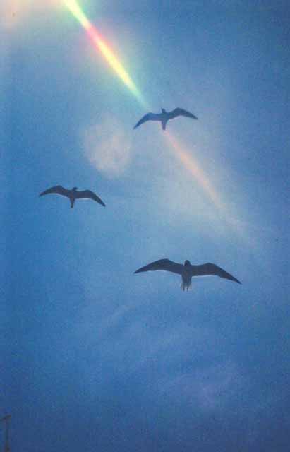 seagulls in blue sky, Outer Banks